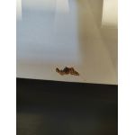 Narożnik ASTRA L - Kronos 19 - zielony - OUTLETU