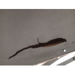 Narożnik PETER L - Monolith 15 - brązowy - OUTLETU