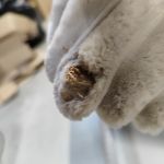 Łóżko kontynentalne TILIANO KING 200x200 - Tilia 01 - beżowy - OUTLETU